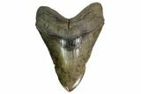 Serrated, Fossil Megalodon Tooth - Colorful Enamel #140723-1